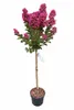 Lagerstroemia indica 'Berry Dazzle' Stämmchen 140–150 cm – Produktbild-Vorschau 1