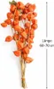 Physalis Zweige getrocknet Natur - Lampionblume Deko - Boho Produktbild-Vorschau 5