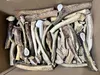 RF-Deer corna di cervo naturali, decorazione unica, Anteprima dell’immagine prodotto 6