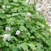 Geranium cantabrigiense 'Biokovo' - 24 rostlin - ↕10-25cm - Náhled obrázku produktu 1