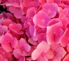 Dehner Schneeball-Hortensie Pink Annabelle®, pink-farbene Produktbild-Vorschau 2
