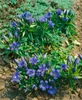 Gentiana septemfida var.lagodechiana, Enzian, blau, ca. 9x9 Produktbild-Vorschau 1