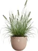 elho® Sereh Pflanzgefäß Cool Clay braun Ø 30 cm - Produktbild-Vorschau 4
