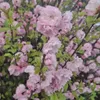 Prunus triloba (Mandorlo da fiore) 2L Anteprima dell’immagine prodotto 4