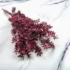 Ruscus Stabilisierte - (Ruscus) - Kirschrot Produktbild-Vorschau 2