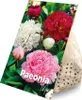 Bloomique - Mix 3 - Paeonia - Piwonia - Czerwona, Biała, Podgląd zdjęcia produktu 2