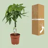 Pachira Aquatica - Pianta da appartamento - Ø21cm Ø90cm - Anteprima dell’immagine prodotto 3