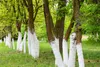 A row of trees with their lower trunks painted white, set in a grassy area with green foliage. Produktbild-Vorschau