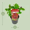Sinocalycanthus Hartlage Wine, srednica 19cm, wysokosc 30 - Podgląd zdjęcia produktu 2