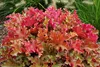 Stauden Gänge 3 x Heuchera Hybride 'Marmalade' im 1 Liter Produktbild-Vorschau 3