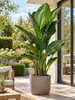 Strelitzia augusta 130–160 cm – Weiße Paradiesvogelblume, Produktbild-Vorschau 3
