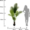 Palma V Kvetináči S Priemerom 180 Cm Náhľad obrázku produktu 3