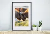 MuchoWow® Gerahmtes Poster Schottische Highlander - Tiere - Produktbild-Vorschau 4