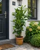 Echter Gewürzlorbeer Laurus nobilis 100–120 cm, winterhart Produktbild-Vorschau 3