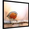 MuchoWow® Gerahmtes Poster Rotkehlchen - Ast - Baum 40x40 Produktbild-Vorschau 1