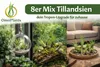 Tillandsien 8er Mix – 8 verschiedene Luftpflanzen (5–22 cm) Produktbild-Vorschau 6
