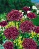 Allium atropurpureum, Zierlauch, dunkelviolett, ca. 11x11 Produktbild-Vorschau 2