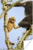MuchoWow® Poster Junger Affe schaut in die Kamera 60x90 cm Produktbild-Vorschau 1