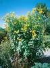 Helianthus tuberosus, Topinambur, gelb, ca. 11x11 cm Topf Produktbild-Vorschau 1