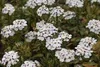 6 x Iberis 'Masterpiece'® - Fleur de l'anse - Pot 9 x 9 cm Voir les images du produit 1