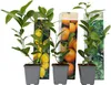 Three potted citrus plants with decorative packaging showing images of lemons, oranges, and limes. Podgląd zdjęcia produktu