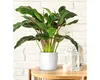 Cache-pot en plastique Lora Ø 25 cm blanc Voir les images du produit 2
