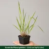 Stauden Gänge 1 x Panicum virgatum 'Squaw' im 1 Liter Topf Produktbild-Vorschau 4