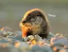 Otter Kalender 2027 Wandkalender Eintragkalender Produktbild-Vorschau 5