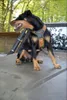 Niggeloh harnais de chien Follow 3 L orange/olive Voir les images du produit 6