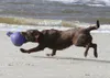 Jolly Hundespielzeug Tug-n-Toss blau, Größe: M Produktbild-Vorschau 6
