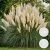2x Cortaderia 'Pumila' - Pampasgras - Ziergräser - Produktbild-Vorschau 2