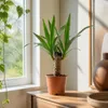 Palmlilie 1-stämmig - pflegeleichte Zimmerpflanze, Yucca Produktbild-Vorschau 5