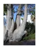 5x Adansonia digitata Baobab Affenbrotbaum Pflanzen - Samen Produktbild-Vorschau 5