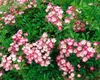 Rosa 'Mozart', Strauchrose, rosa, 5-7,5 Liter Container Produktbild-Vorschau 5
