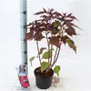 XXL Hibiscus Carousel Geant Red Giant Hibiscus Hibiskus Podgląd zdjęcia produktu 2