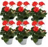 Vertikálny pelargónia – Pelargonium zonale – 12 cm kvetináč Náhľad obrázku produktu 1