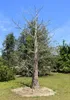 Suarez-apenbroodboom (Adansonia suarezensis) - 3 zaden Productafbeelding-voorbeeld 3