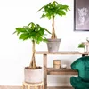 Bloomique - Zestaw 2 szt. - Pachira Aquatica - Drzewko Podgląd zdjęcia produktu 4