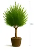 A potted tree with its root system exposed, shown against a white background. Produktbild-Vorschau
