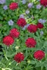Knautia macedonica, Purpur-Witwenblume, purpurrot, ca. 9x9 Produktbild-Vorschau 1