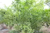 Kaviarlimette 65 - 75 cm | grüner Kaviar | Zitrusbaum | Produktbild-Vorschau 7