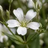 Bloomique - Zestaw 6 szt. - Gipsówka biała - Łyszczec Podgląd zdjęcia produktu 2