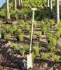 BALDUR Garten 3er Gräser-Teppich 'Carex Remota', Pflanzen Produktbild-Vorschau 3