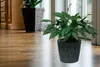 Two potted plants are placed on a wooden floor near a window. Produktbild-Vorschau