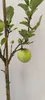 Malus domestica 'Sweet Summer'® spezieller Apfelbaum - Höhe Produktbild-Vorschau 4