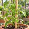 Lot de 10 clips flexibles pour plantes – FROGTIE Voir les images du produit 4