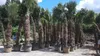 PALME TRACHYCARPUS FORTUNEI HÖHE 350CM WINTERHART –19 °C  Produktbild-Vorschau 6