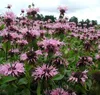 6 x Indianernessel  - Monarda 'Beauty Of Cobham'  | Topf Produktbild-Vorschau 1