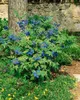 Mahonia aquifolium, Gewöhnliche Mahonie, immergrün, 30–40 Produktbild-Vorschau 9