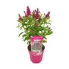 Bloomique - Buddleja Butterfly Little Ruby - Krzew motyli - Podgląd zdjęcia produktu 1